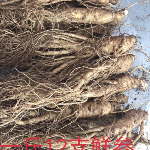 抚松县12头鲜参 鲜参