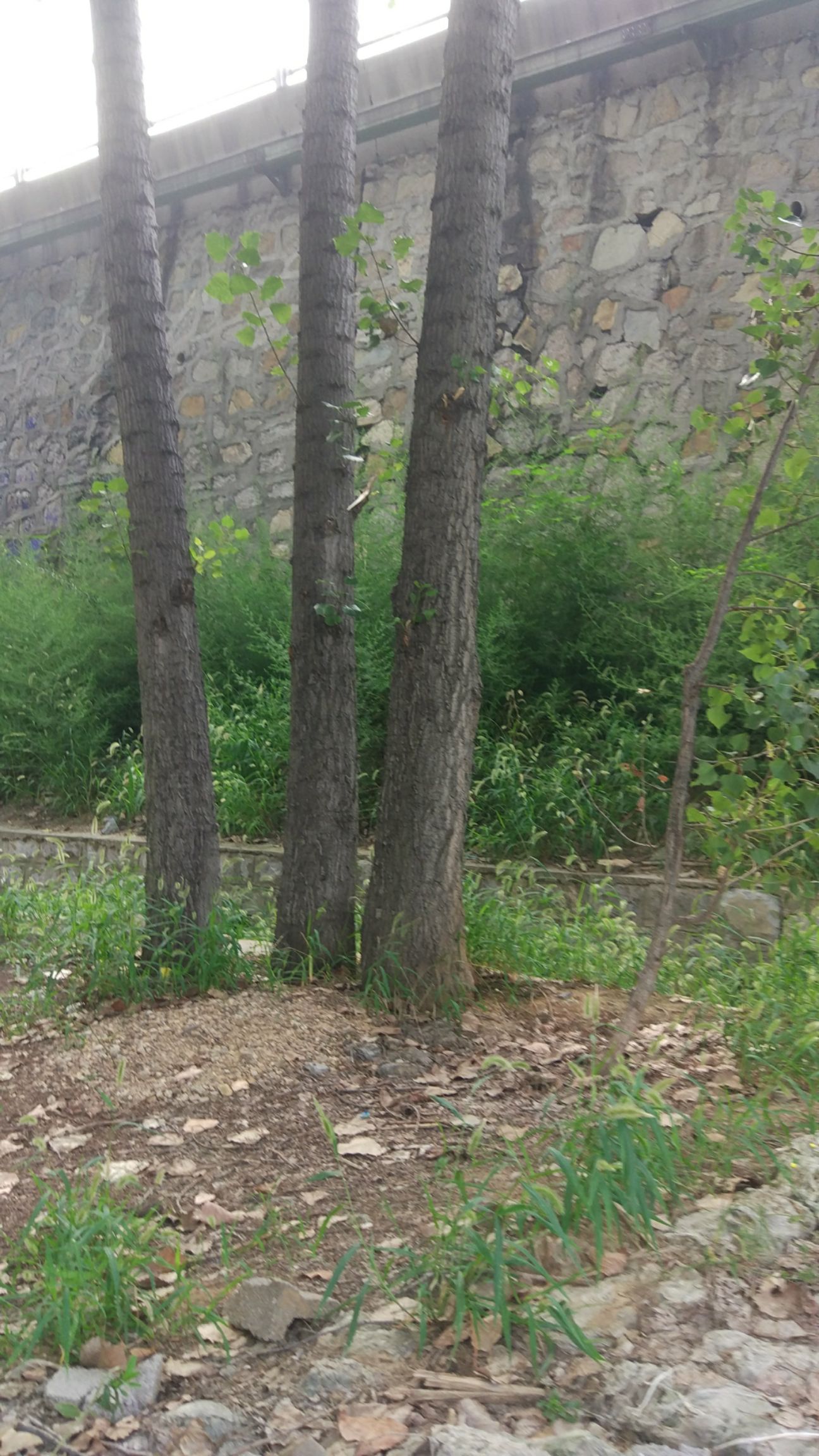  白玉山药大量鲜货