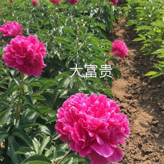 菏泽多花芍药 2~4cm 0.5~1米 