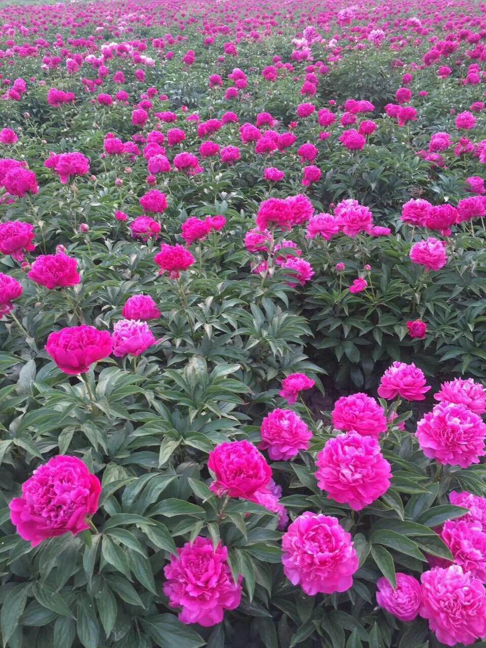 多花芍药 2~4cm 0.5~1米 