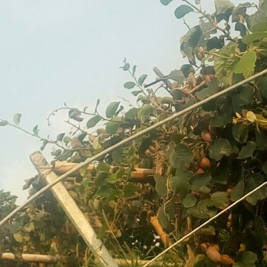 东安县米良1号猕猴桃  绿心猕猴桃今年干旱特漂亮好吃大量可供