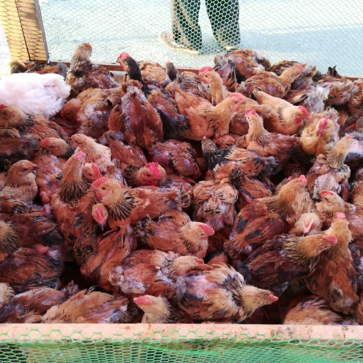 黔西市肉鸡苗 