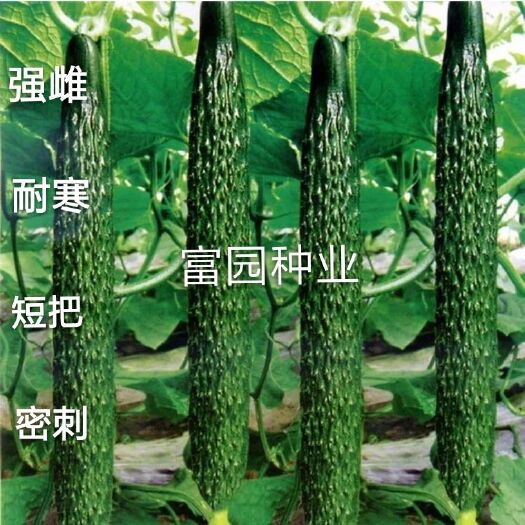 寿光市油亮密刺黄瓜种子 耐寒顺直强雌节节有瓜不嫁接也油亮