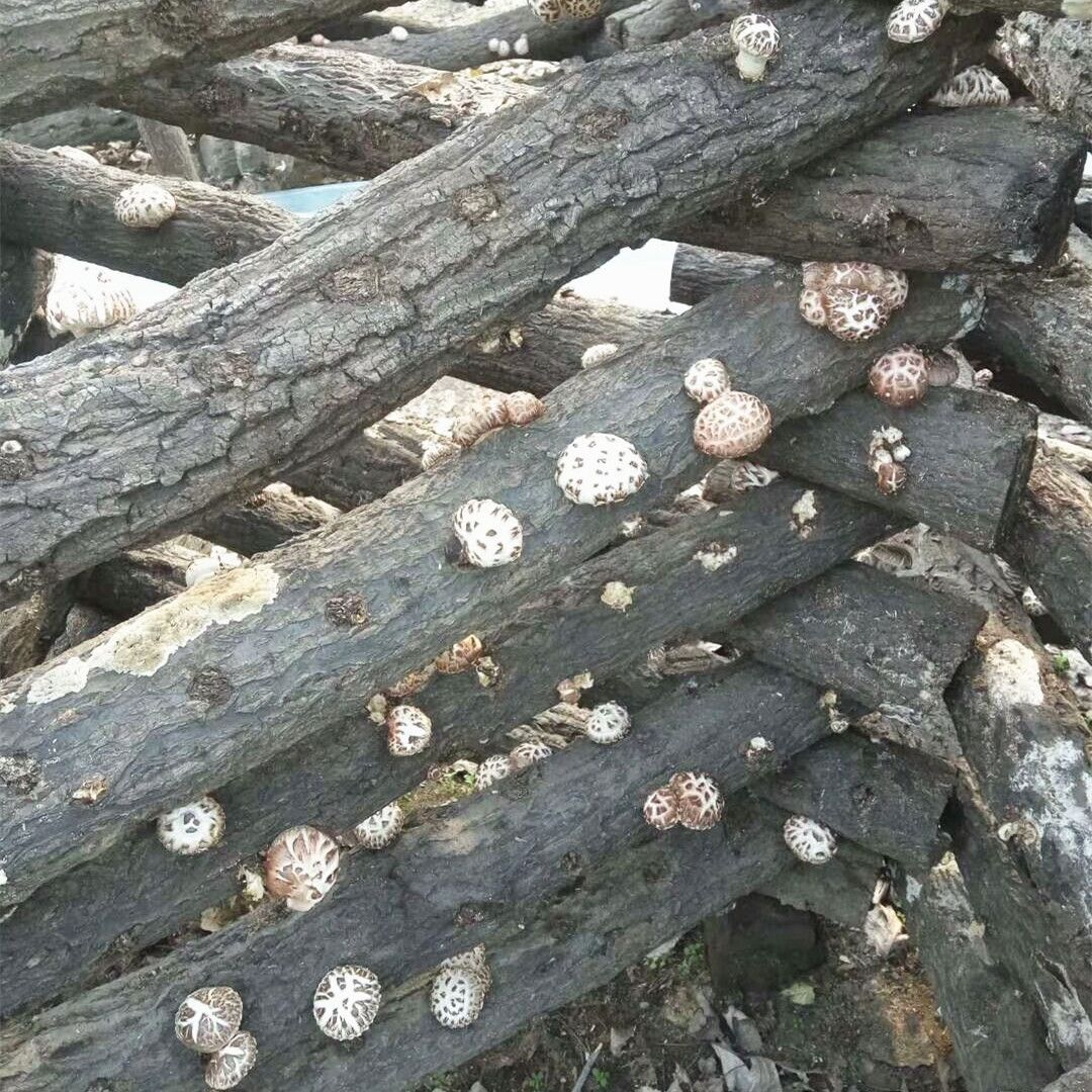 椴木菇  椴木花菇  椴木茶花菇 椴木白花菇