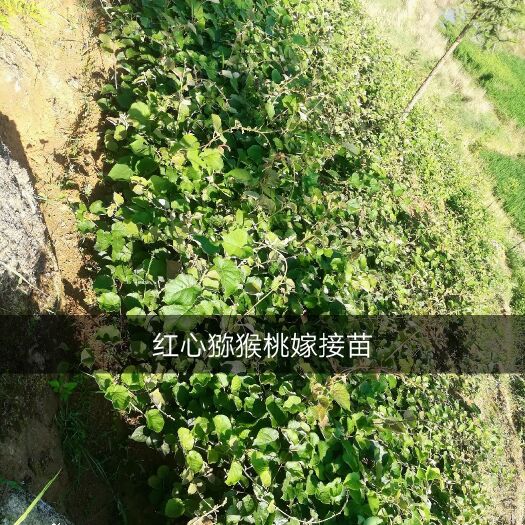 溆浦县红心猕猴桃苗 嫁接苗
