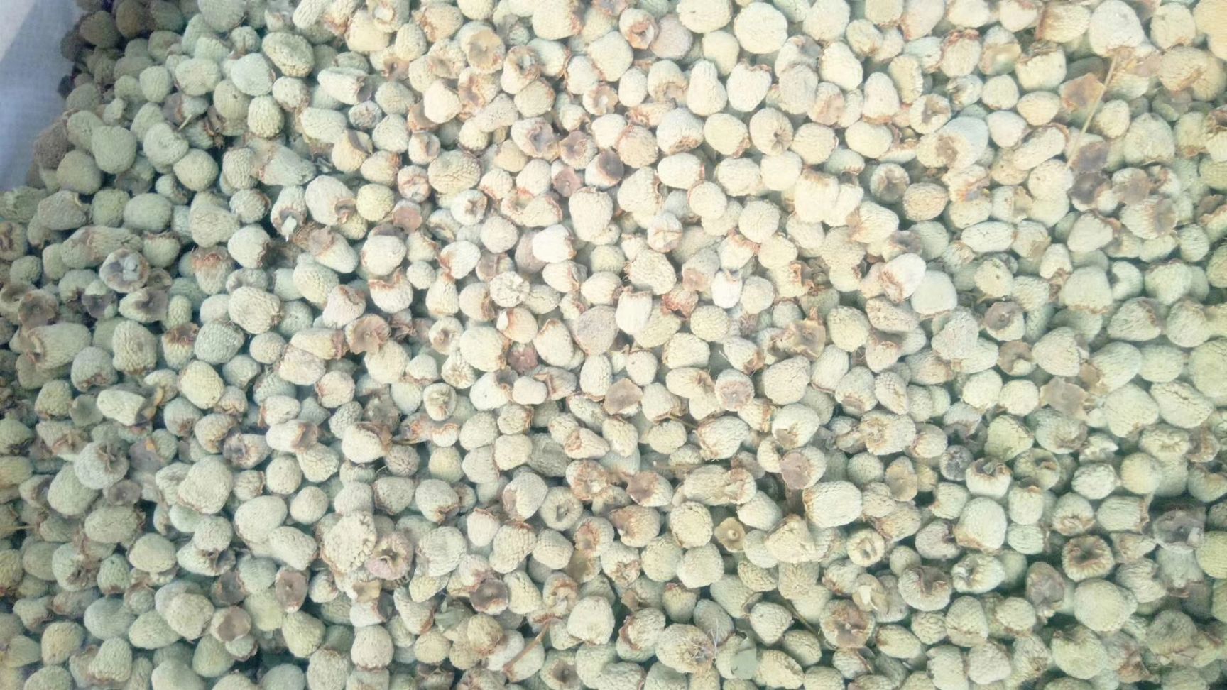 覆盆子 保质保量支持药检，不夸大宣传