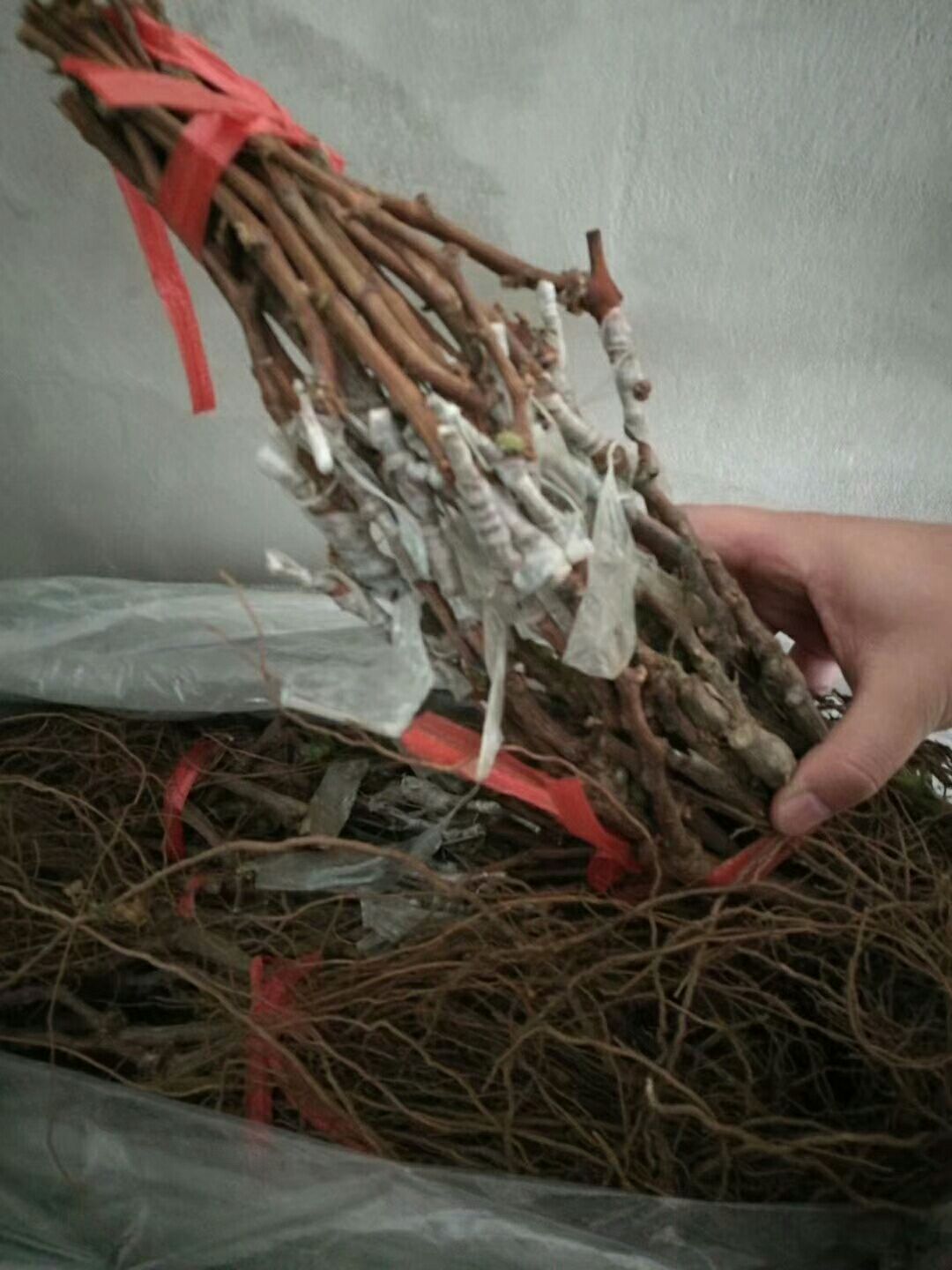 巨峰葡萄苗
