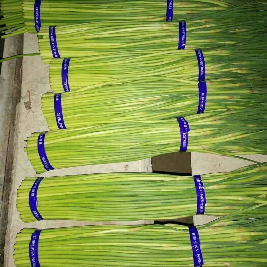 通许县红帽蒜薹 一茬 50~60cm 精品