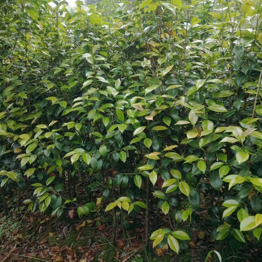 浦城县茶花树  80~100cm 高六十公分以上，一米
