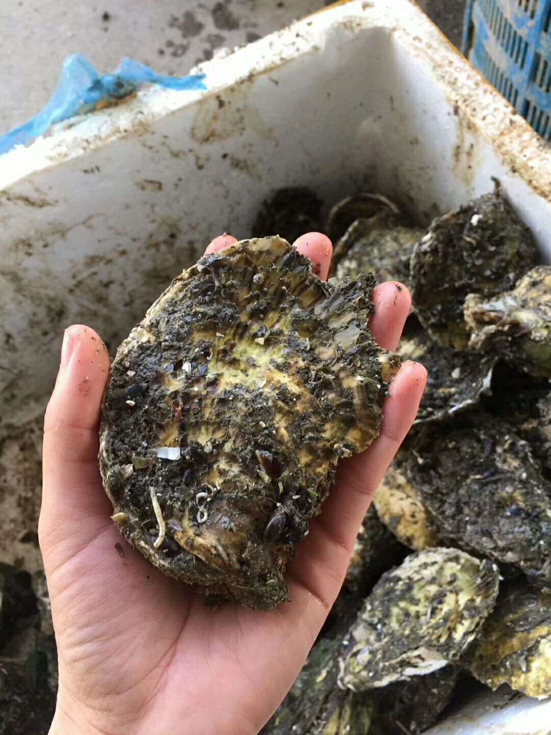 井州牡蛎 人工养殖 2-3两/只 