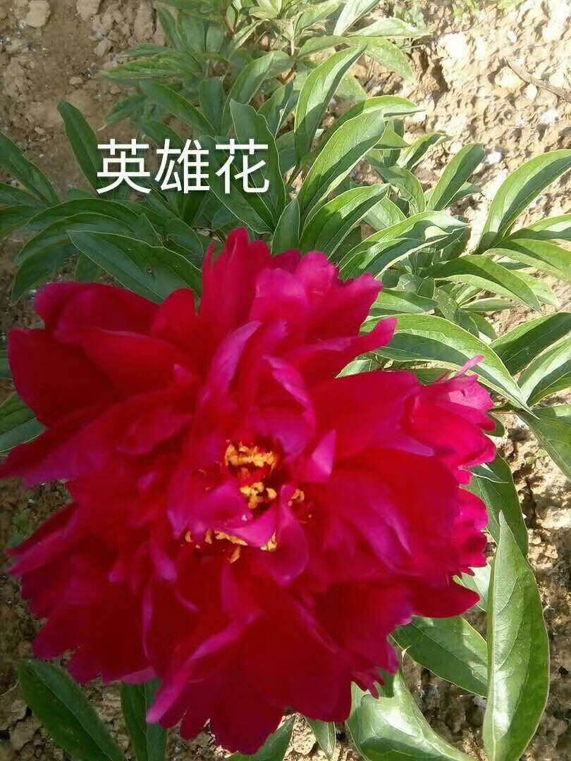 多花芍药 2~4cm 0.5~1米 