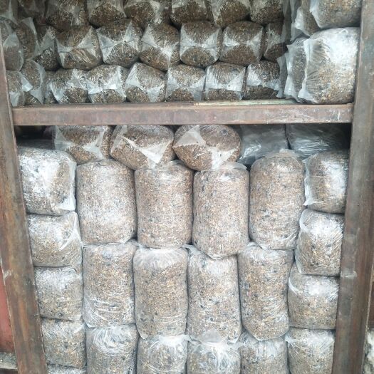 洛阳平菇菌种 
