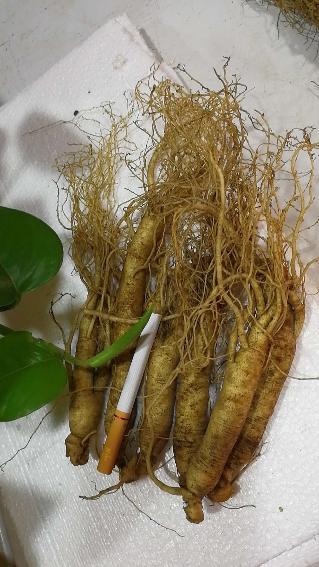 12头鲜参 鲜参