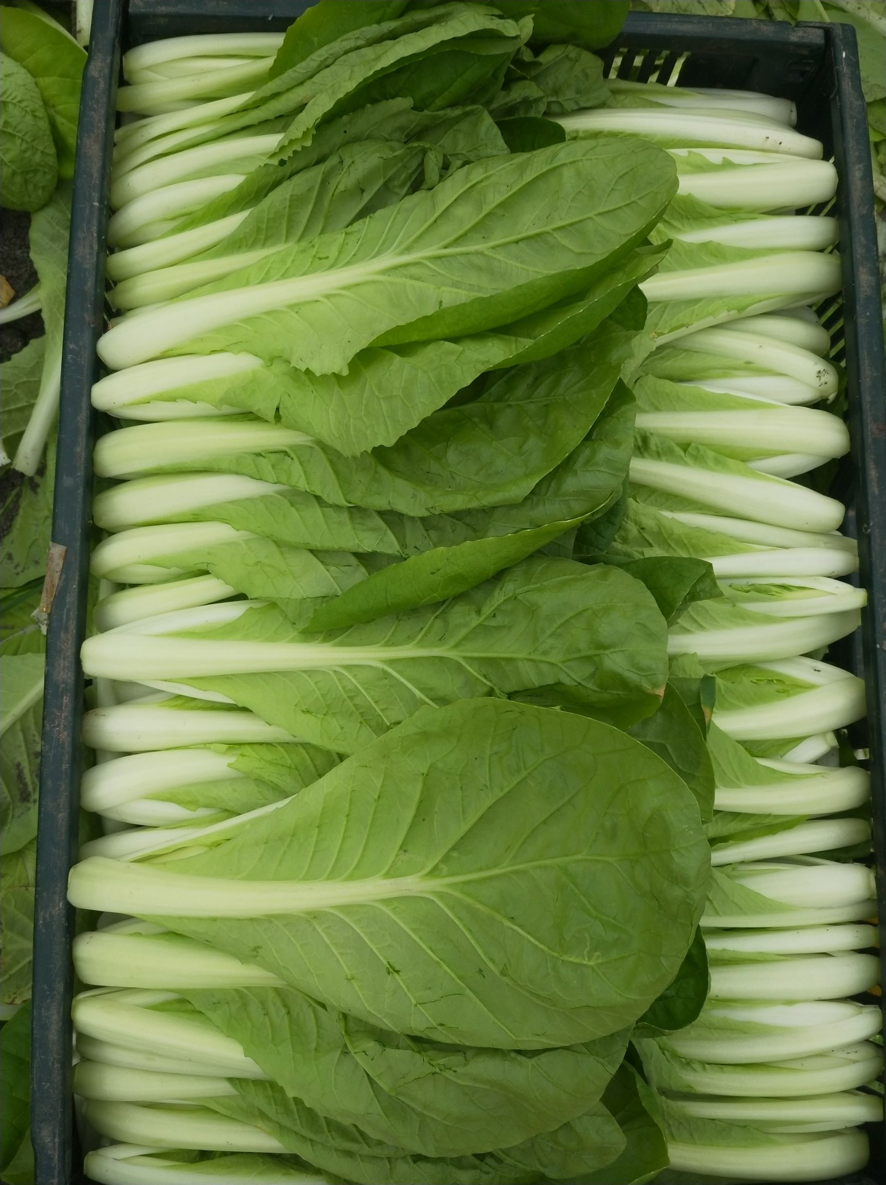 欣皇小白菜 8 ~10公分