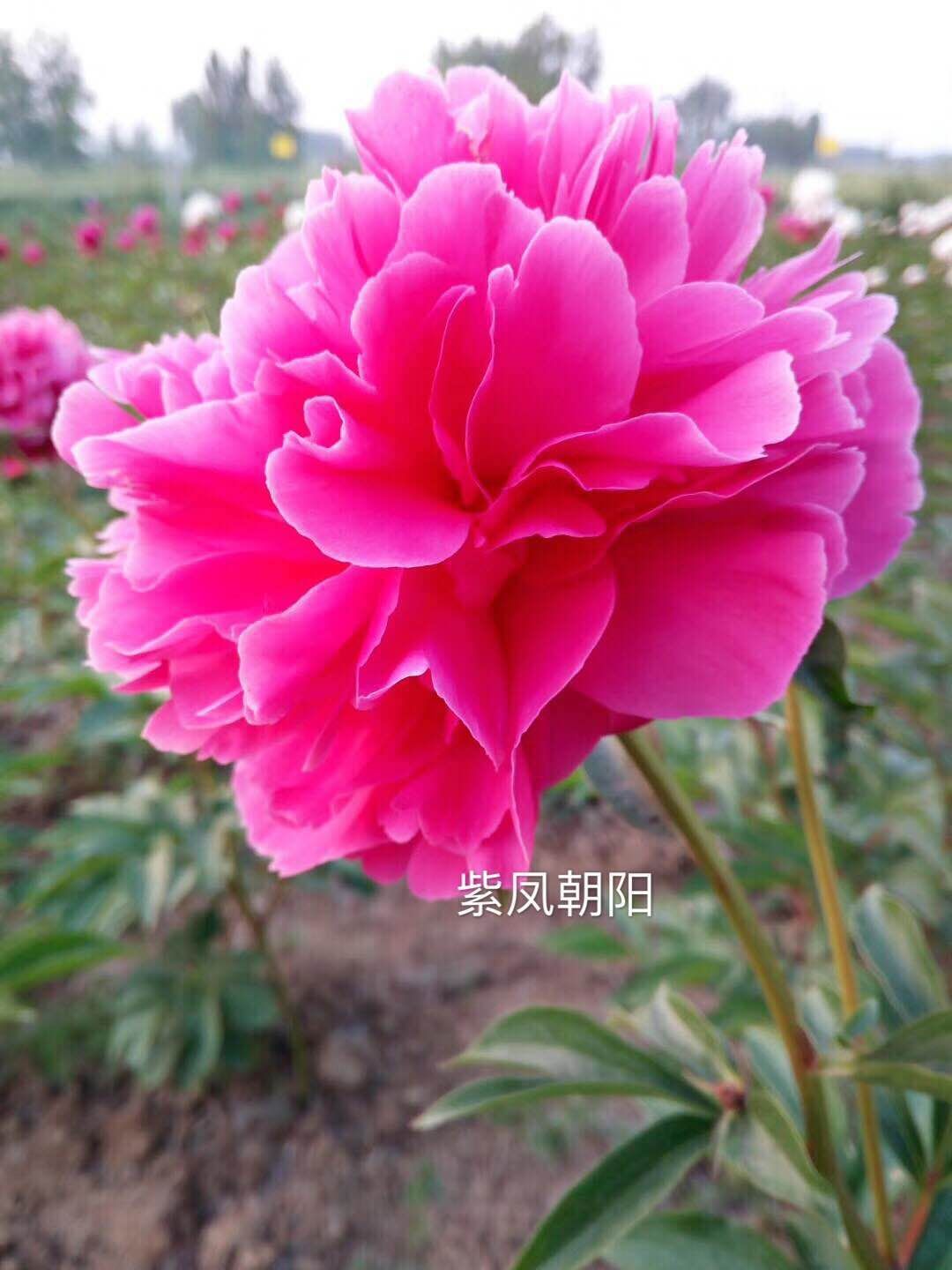 多花芍药 2~4cm 0.5~1米 