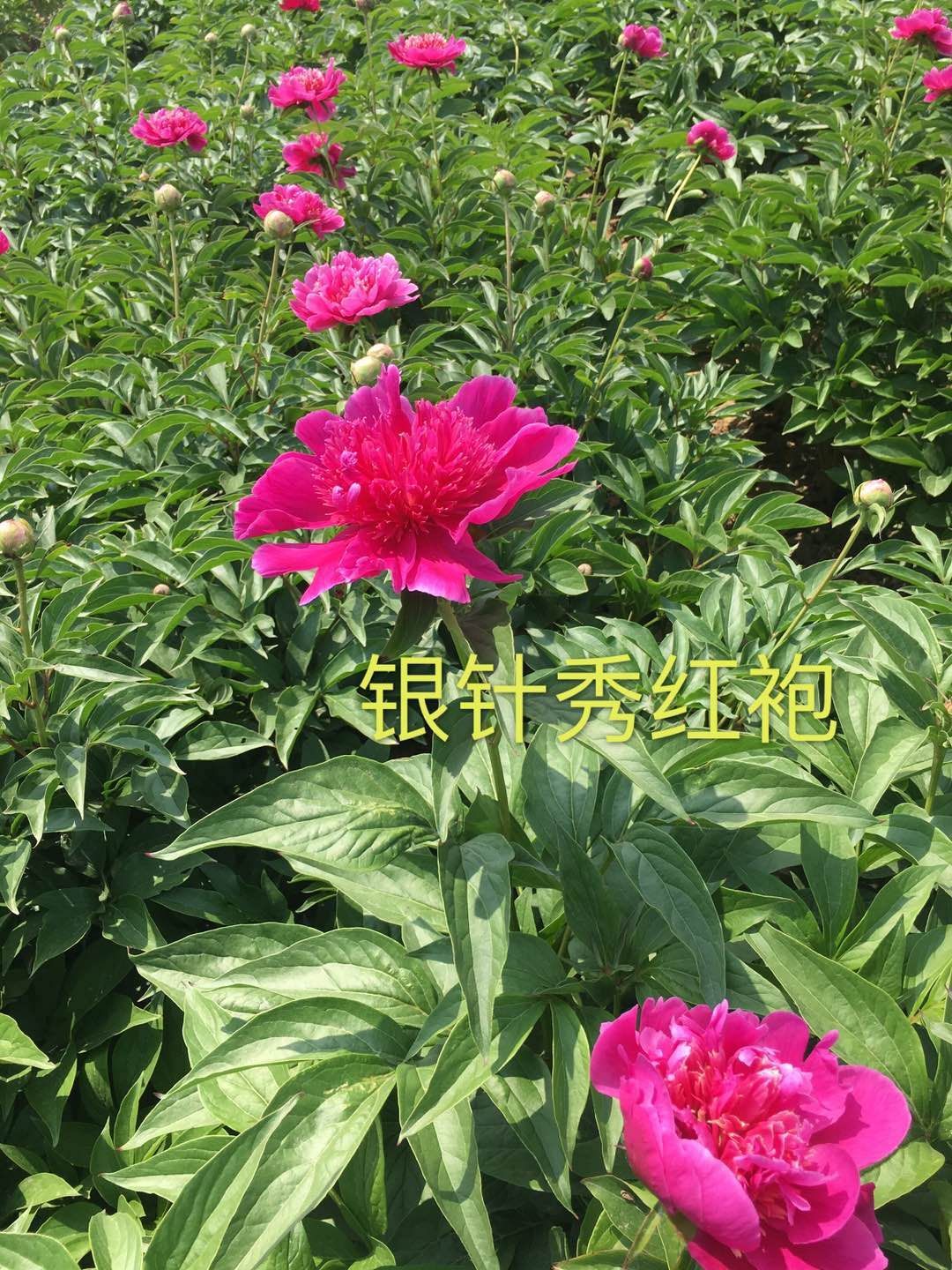 多花芍药 2~4cm 0.5~1米 