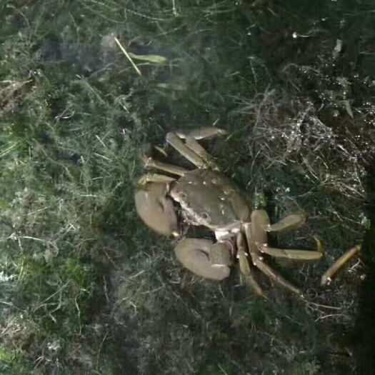 苏州 阳澄湖镇大闸蟹公蟹3.0两~3.4两 母蟹2.0两~2.4两