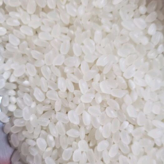 广州东北大米 二等品 晚稻 粳米