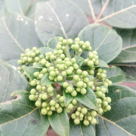 南宁吴茱萸