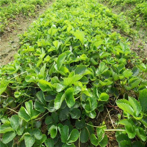 越心草莓苗 地栽苗 10~20公分