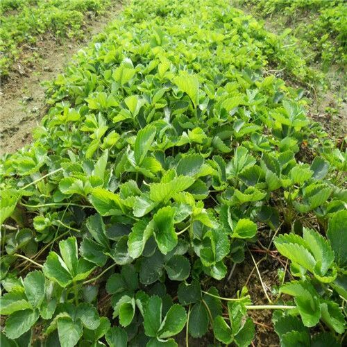 泰安越心草莓苗 地栽苗 10~20公分