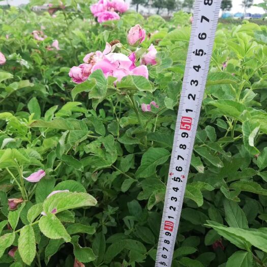 沭阳县四季玫瑰
