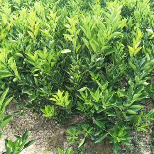 重庆市伦晚脐橙苗 嫁接苗 0.5~1米