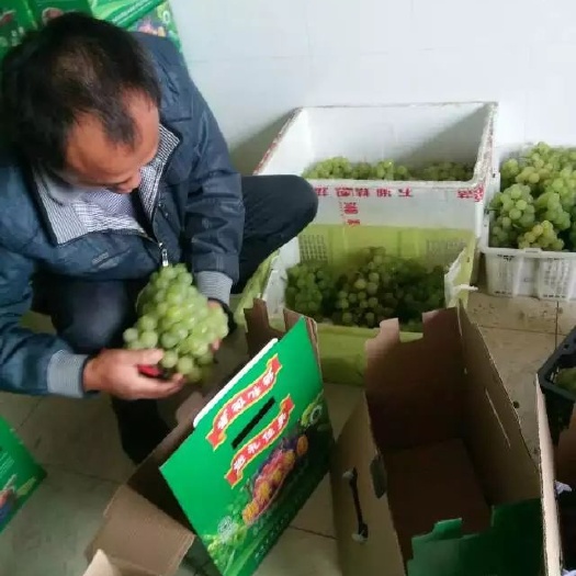 湘潭青提 5%以下 1次果 0.8-1斤