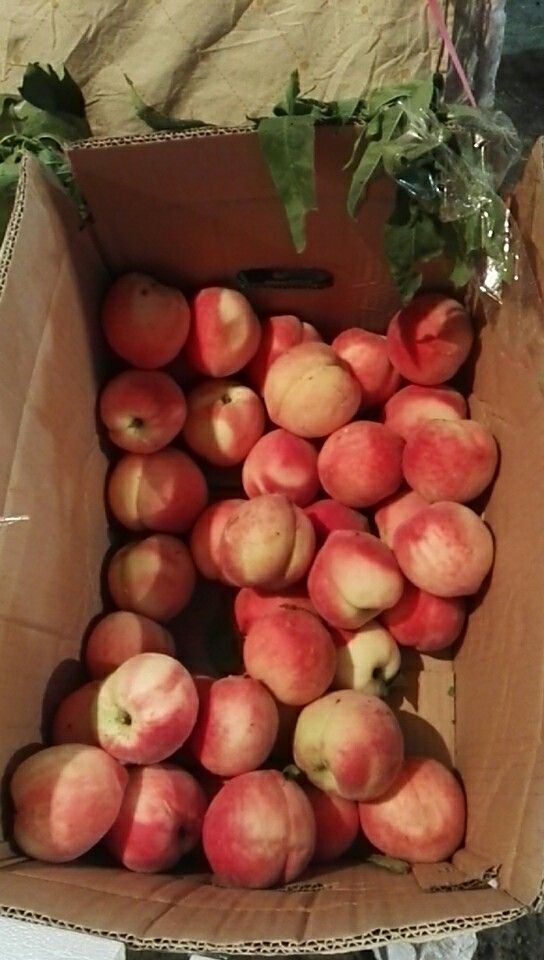 4两以上60mm以上超越桃