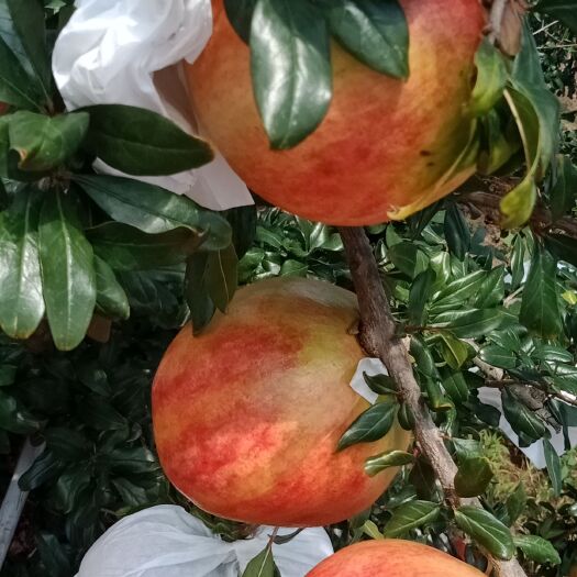 会理市 突尼斯软籽石榴花皮果