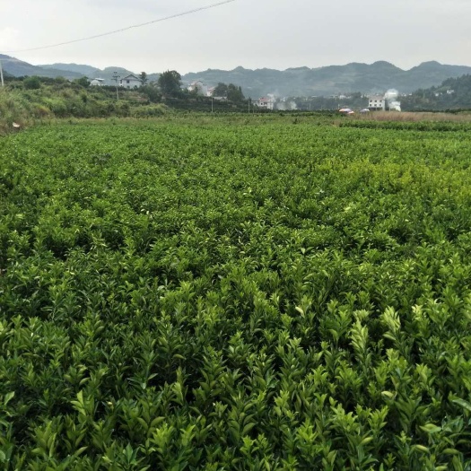 重庆市纽荷尔脐橙苗 嫁接苗 0.5~1米 