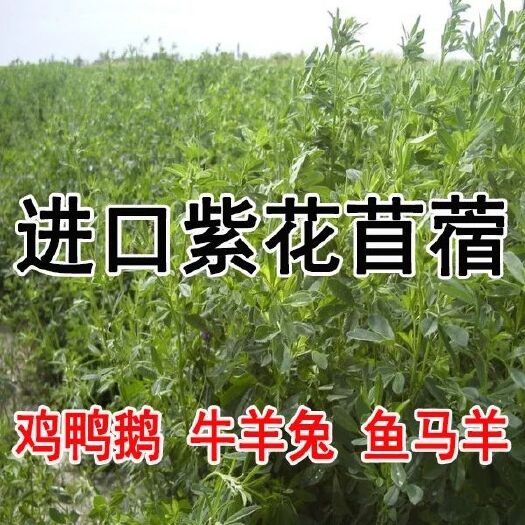 苜蓿草饲料  种子猪牛羊兔鸡鸭鹅多年生四季养殖牧草苜蓿草籽鱼