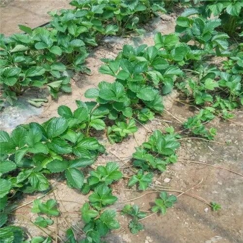 泰安明宝草莓苗 地栽苗 10~20公分