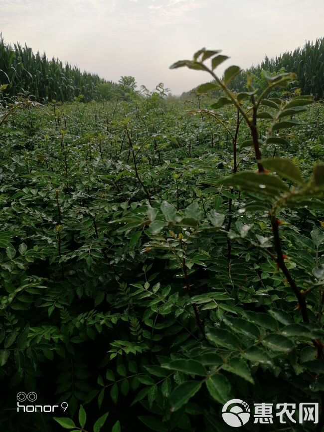  大红袍花椒苗