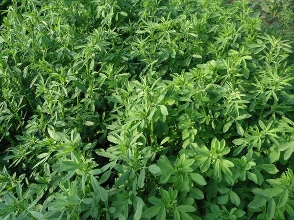 苜蓿草饲料  种子猪牛羊兔鸡鸭鹅多年生四季养殖牧草苜蓿草籽鱼