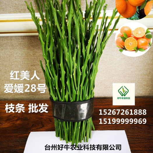 温岭市爱媛28号柑桔苗 0.35~0.5米 嫁接苗