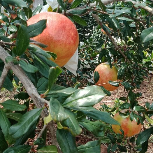 会理市突尼斯软籽石榴 花