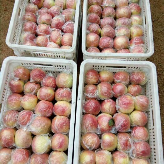 莒县红露苹果口感脆甜，大量有货