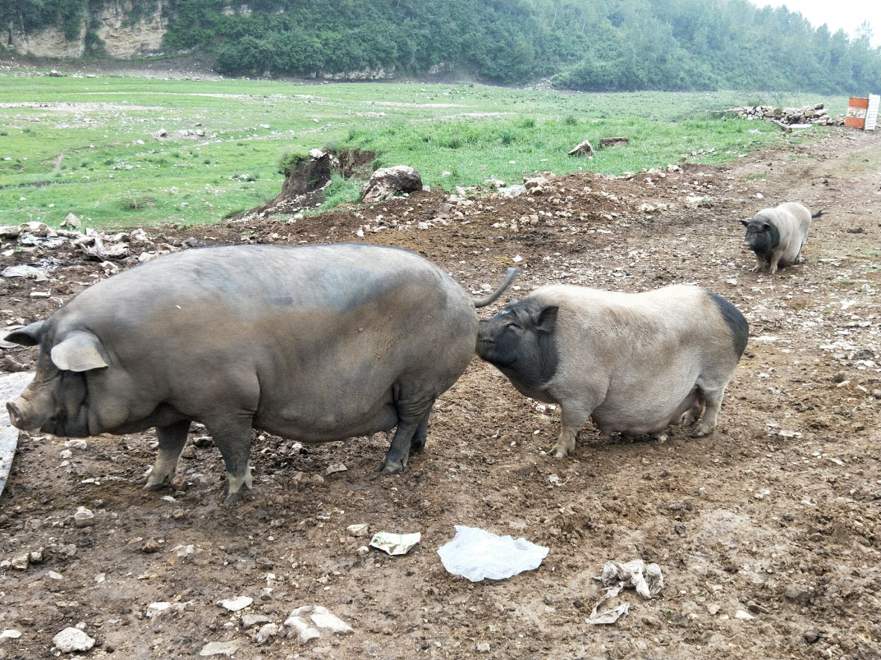 内江黑猪配纯种长白或大白公猪中国原种猪又叫土猪,品种包括黄淮海黑