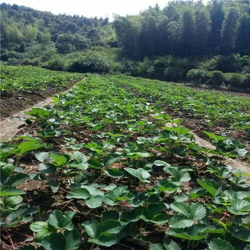 泰安越丽草莓苗 地栽苗 10~20公分