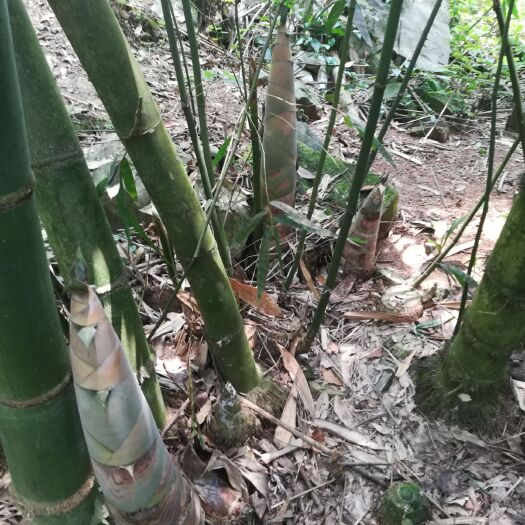 隆安县酸笋 