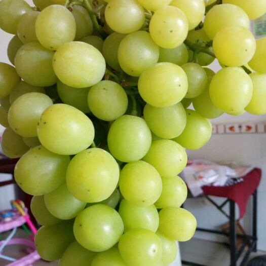 湘潭 百果园，葡萄，无花果，蓝莓。