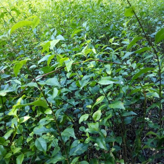 邛崃市《热销中》冬青苗 《茶树苗》苦丁茶苗