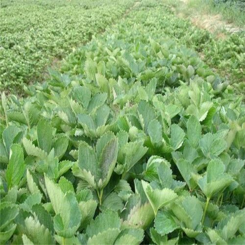 泰安阿玛奥草莓苗 地栽苗 10~20公分