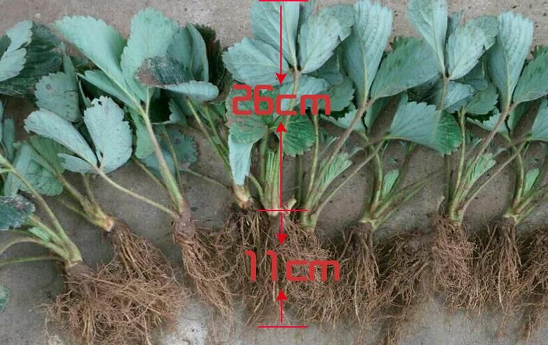 奶油草莓苗 地栽苗 10~20公分