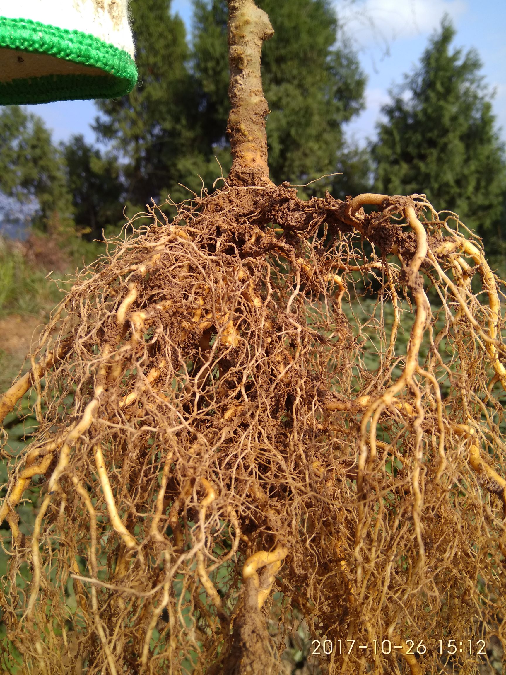 野生猕猴桃苗 实生苗