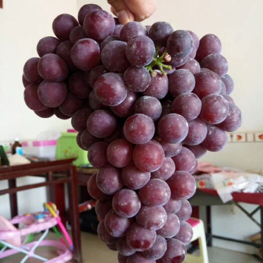 湘潭 百果园，葡萄，无花果，蓝莓。