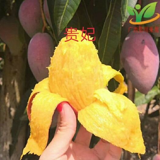 灵山县贵妃芒果苗 