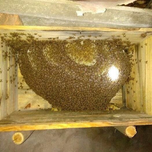当阳市土蜂蜜  2年以上 塑料瓶装