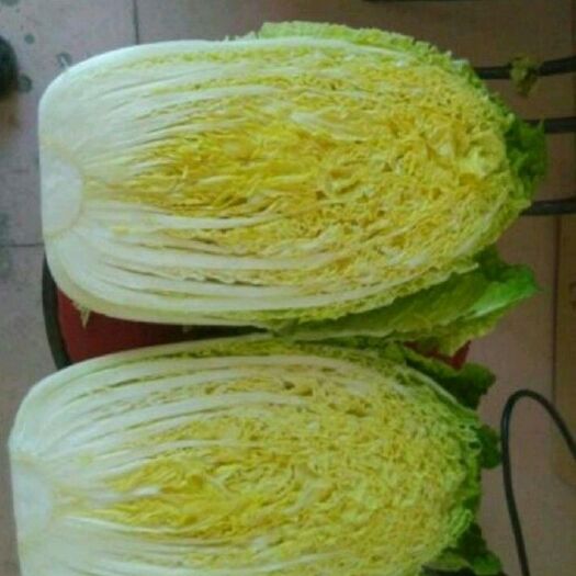 蔚县黄心大白菜 3~6斤 净菜